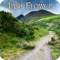 Irish Flower